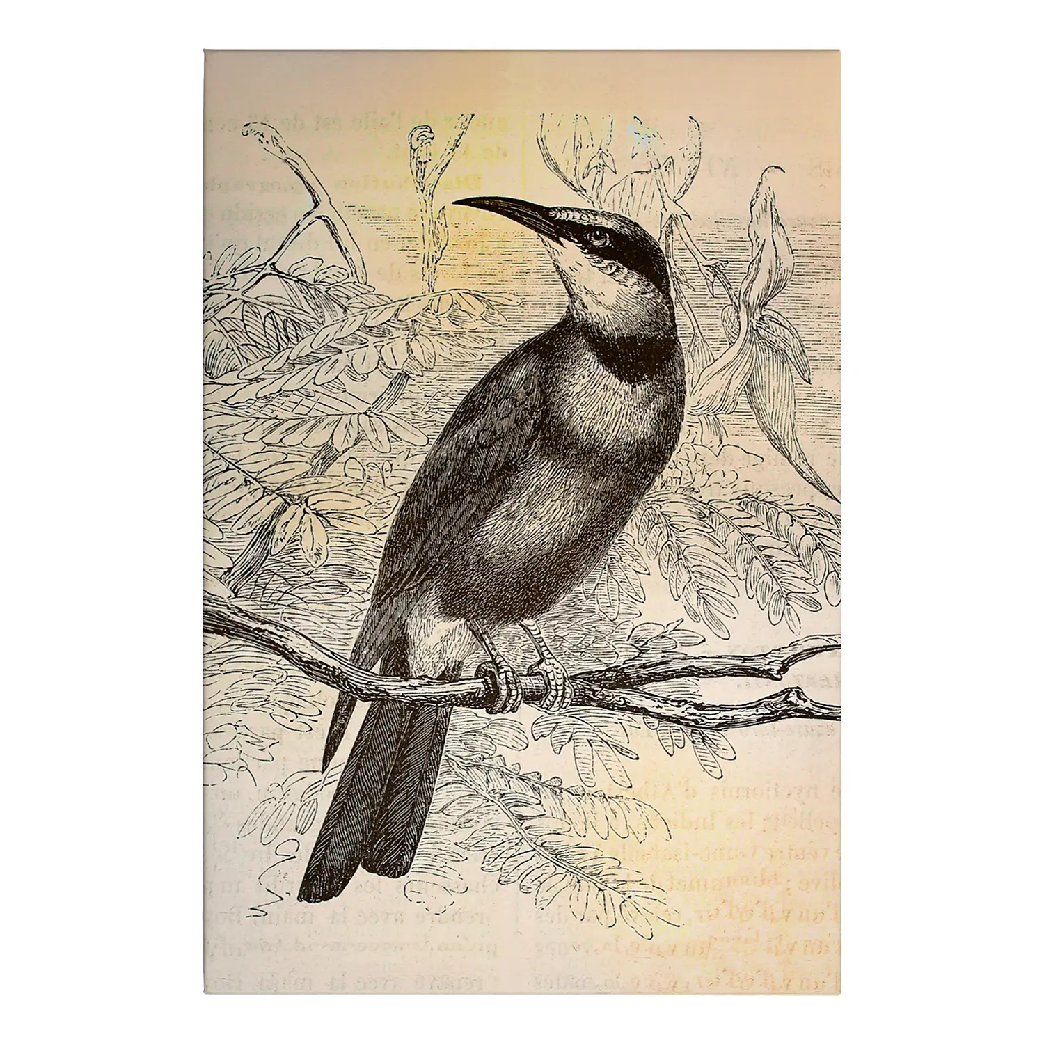 Leinwandbild Vogel Vintage Birds