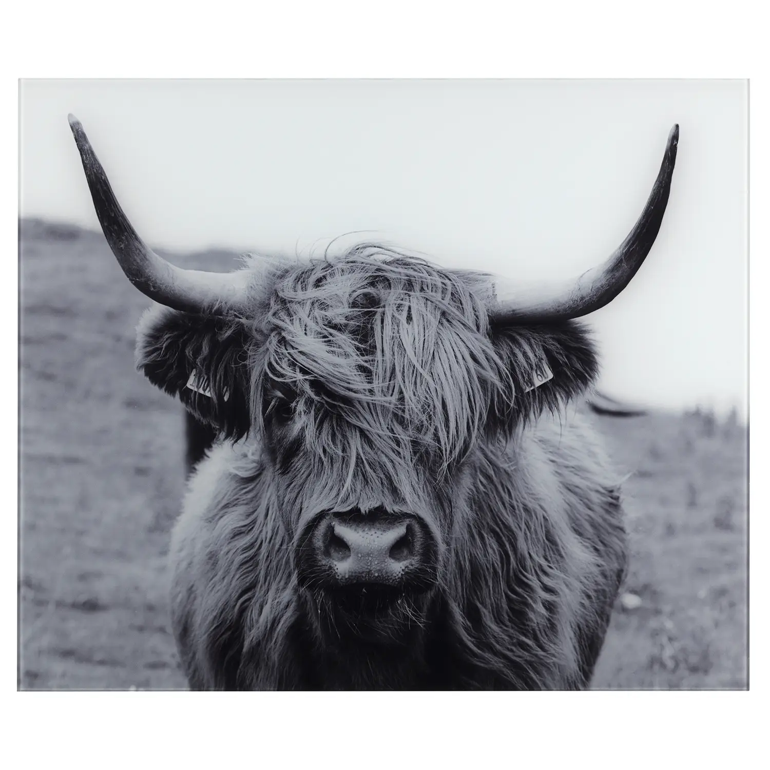 Cattle Highland Glasr眉ckwand