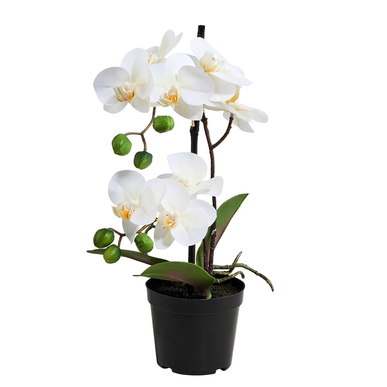 Topf home24 FLORISTA im kaufen Orchidee |