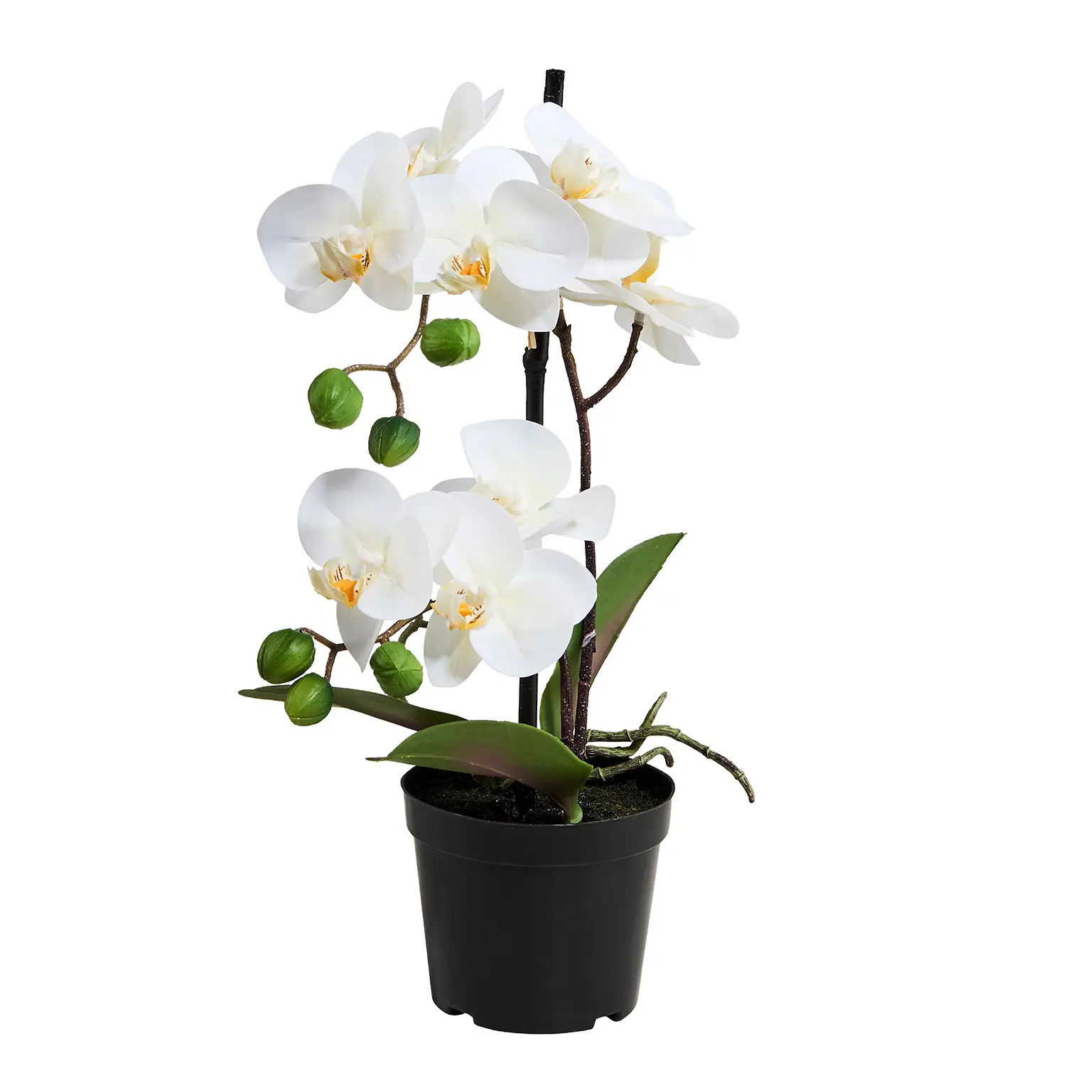 FLORISTA Topf im Orchidee