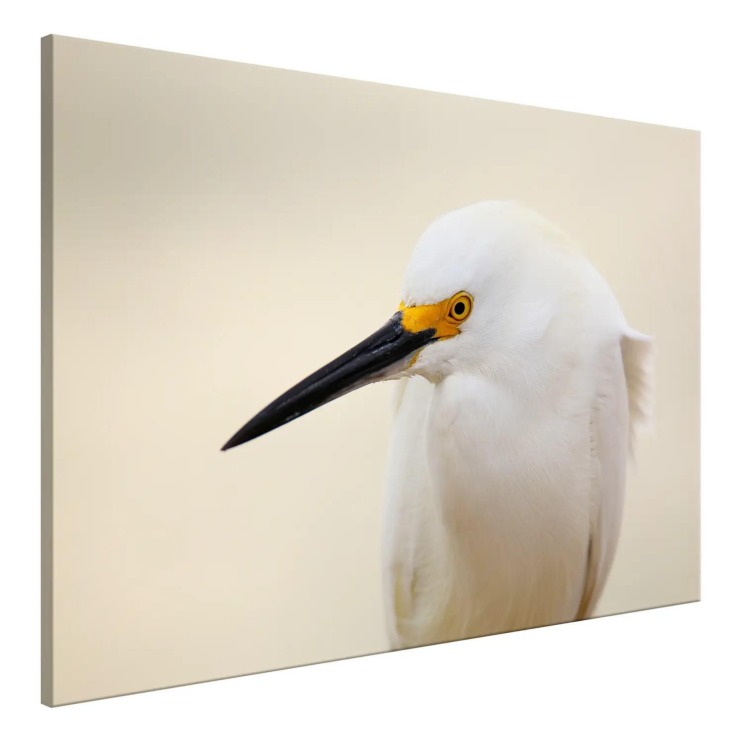 Wandbild Snowy Egret | Bilder
