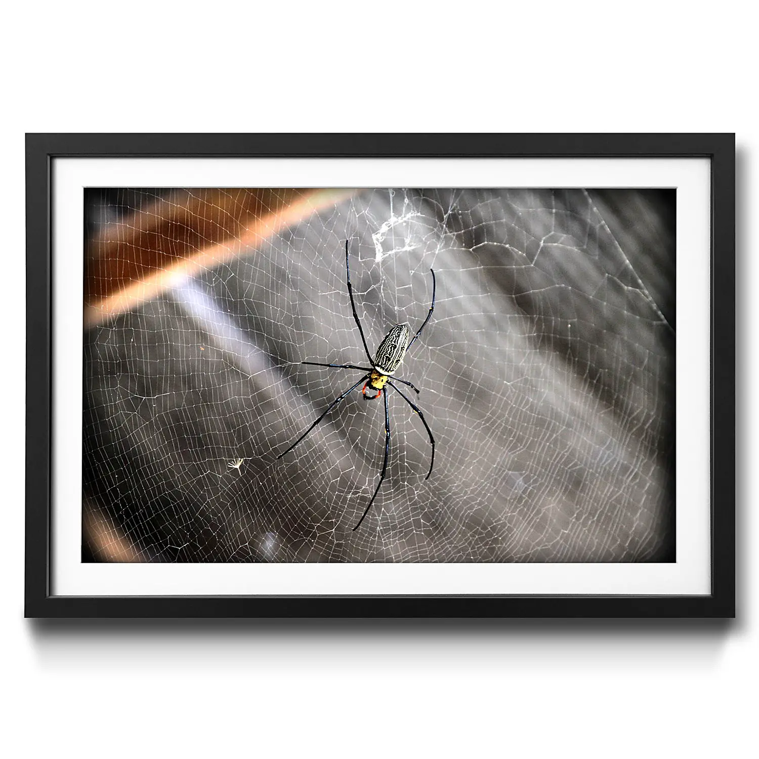 Gerahmtes Spider Bild Beauty of