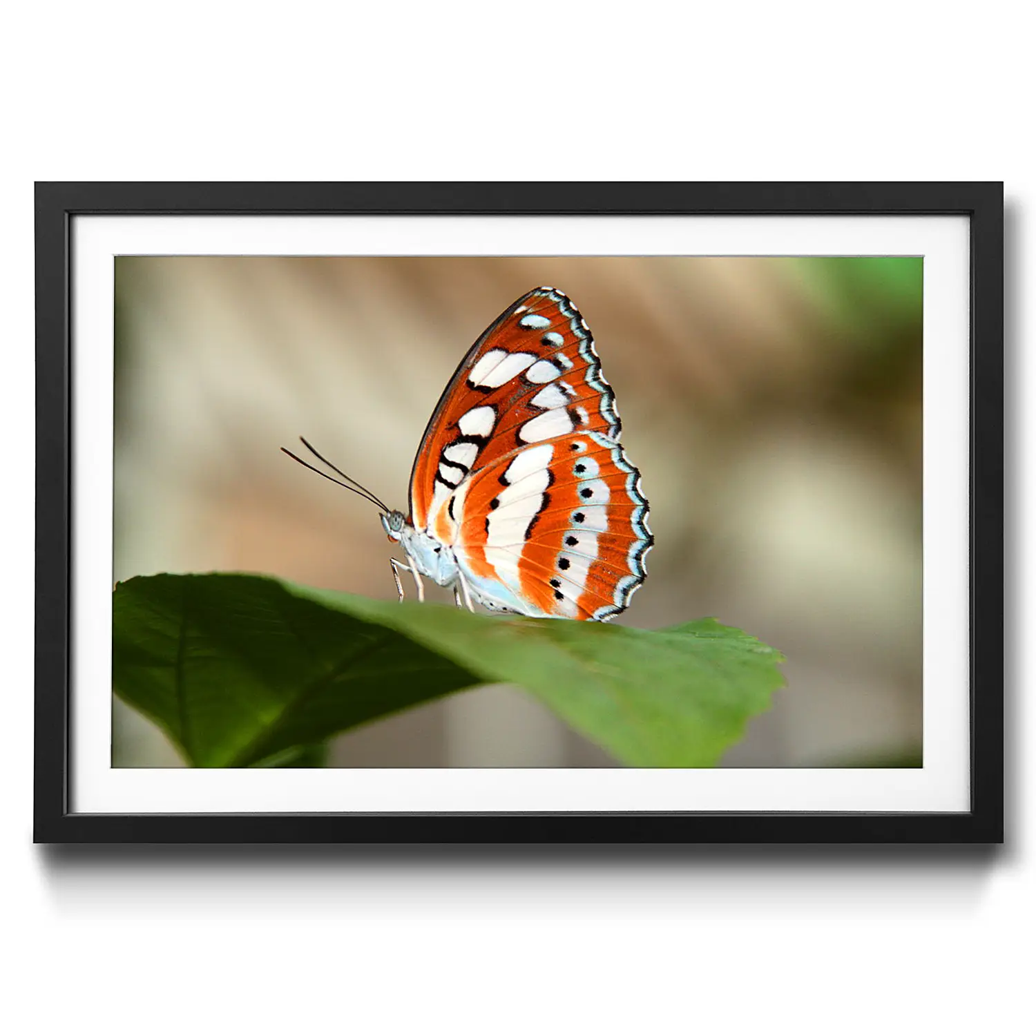 Gerahmtes Orange Bild Butterfly