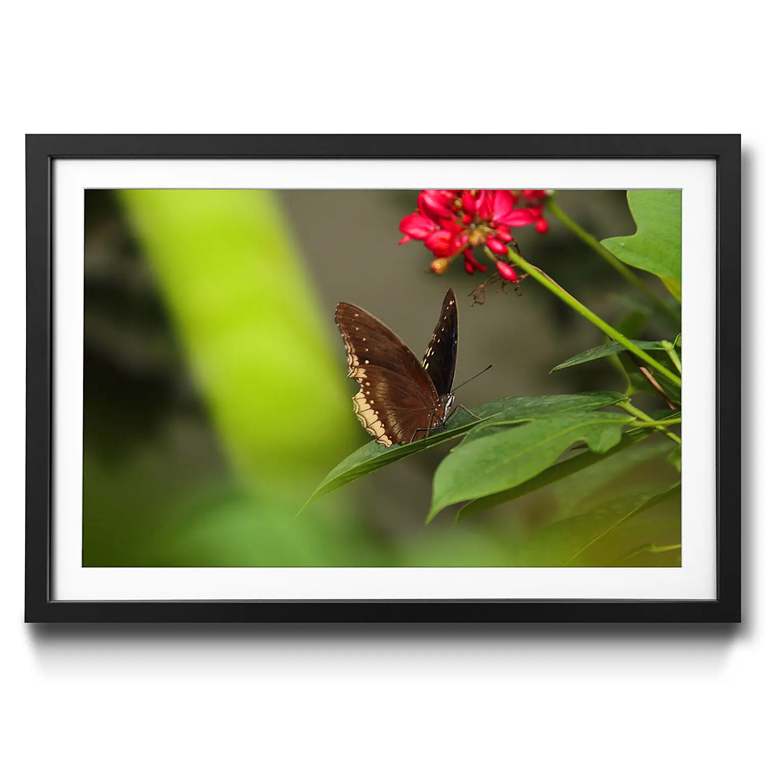Brown Gerahmtes Butterfly Bild