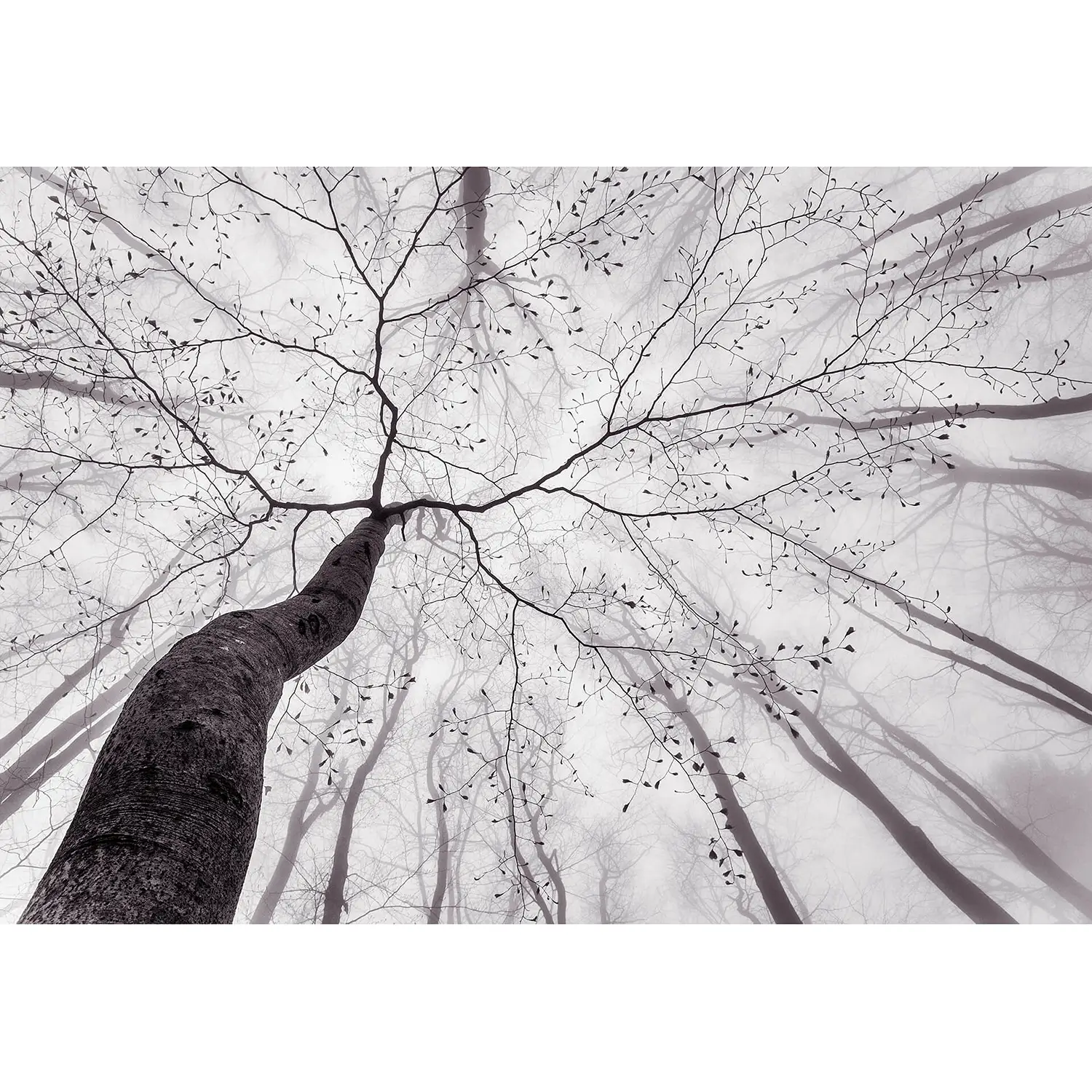 Fototapete Baum Wald