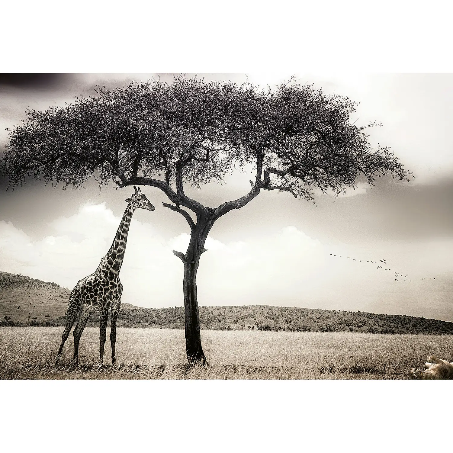 Safari Fototapete Giraffe