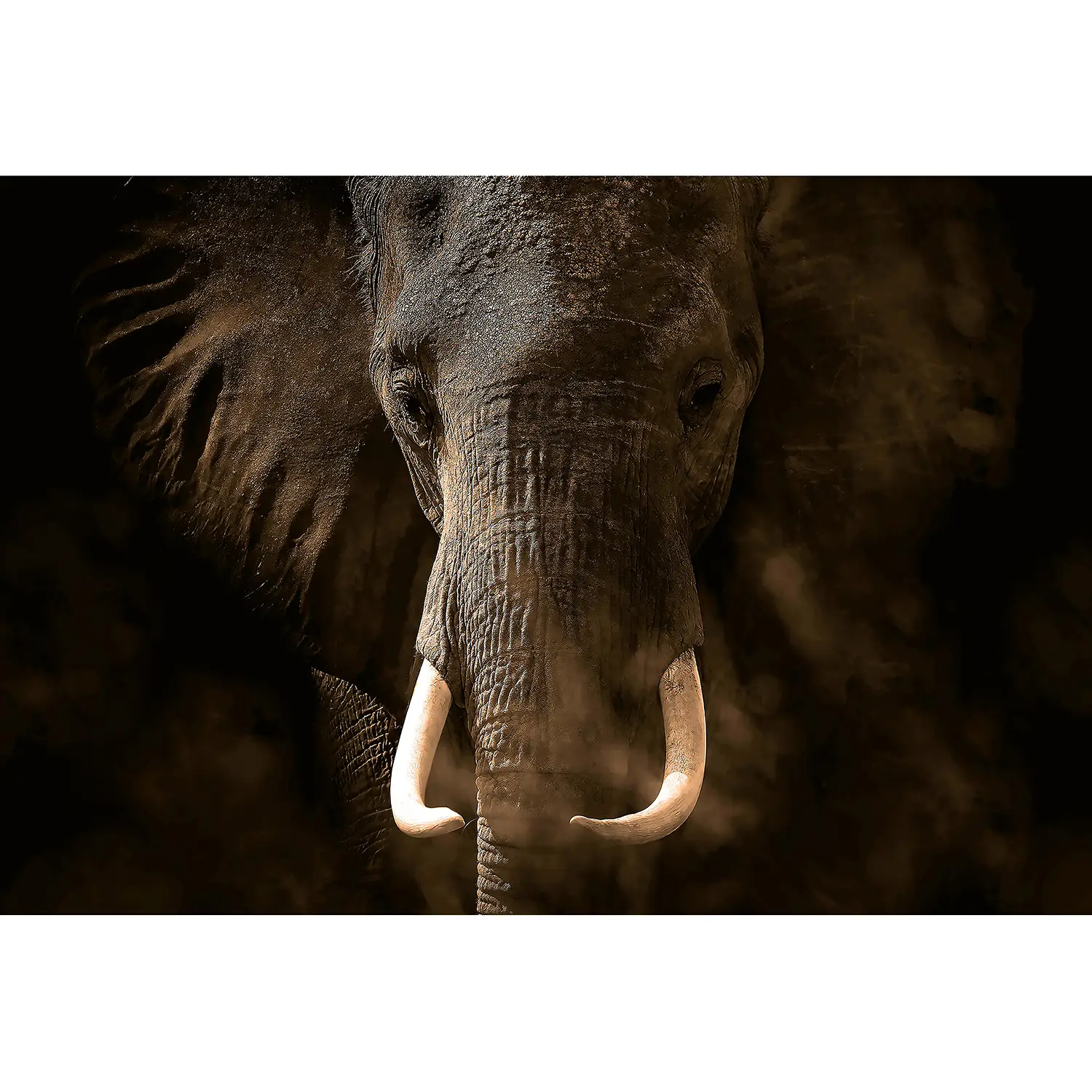 Fototapete Elefant II