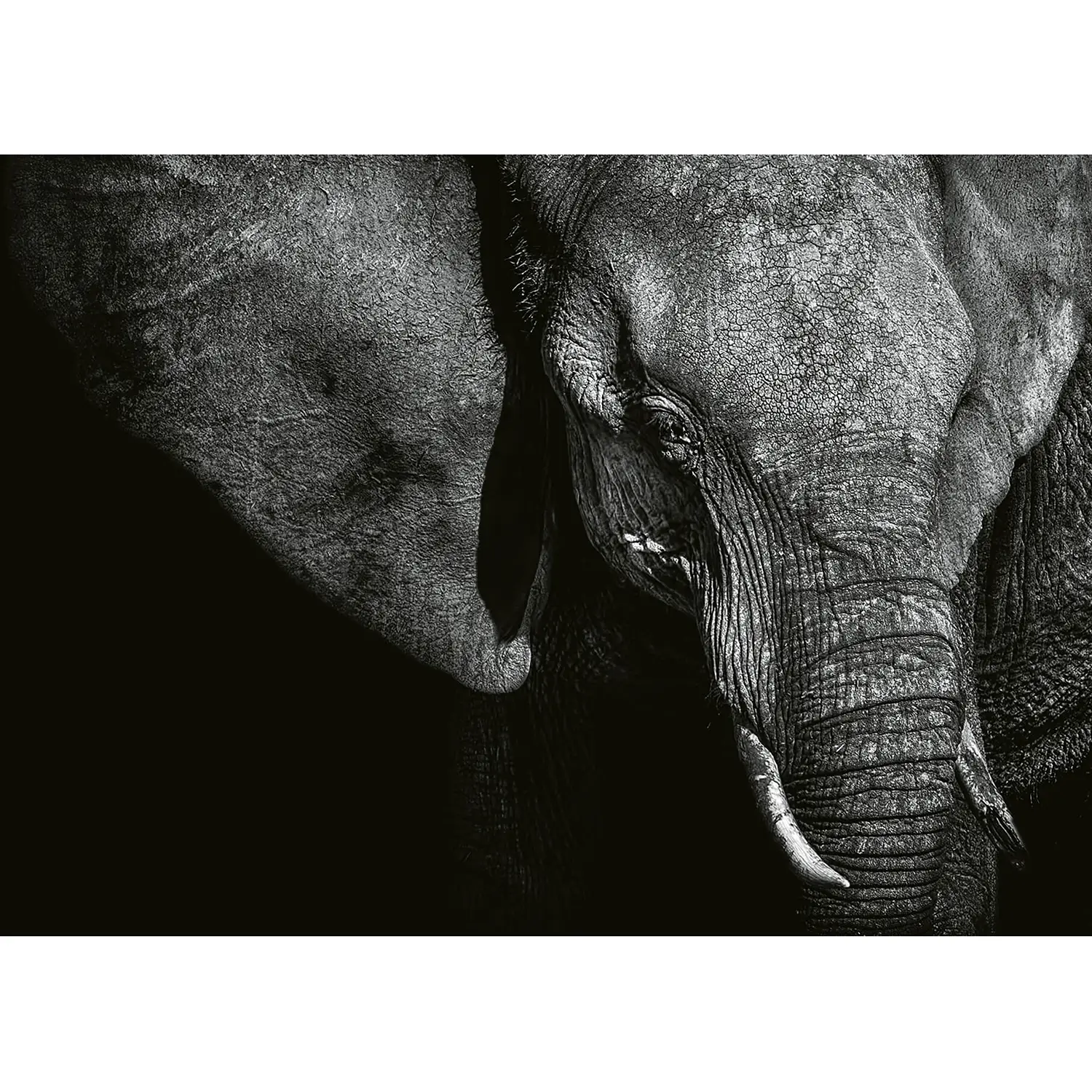 Elefant Fototapete