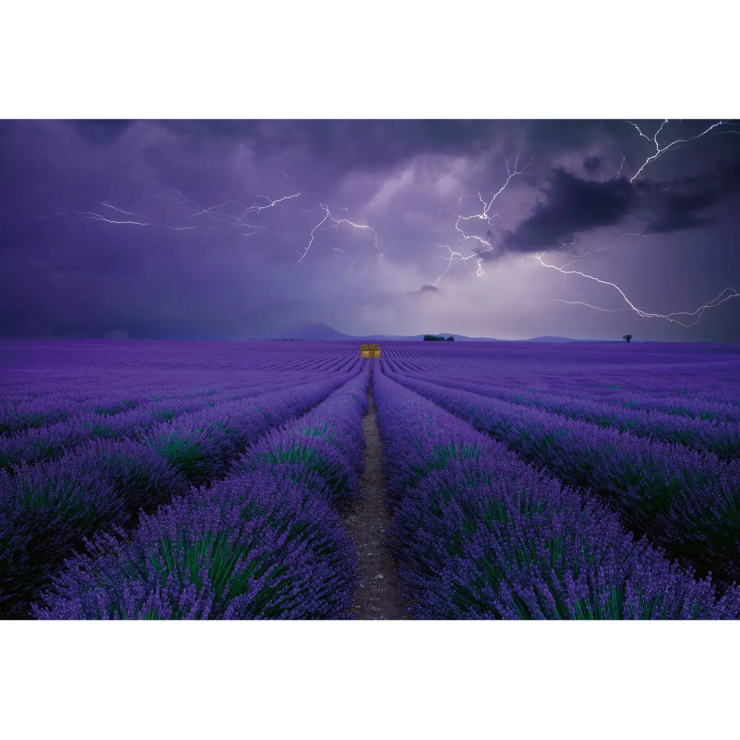 Fototapete Field of Lavender