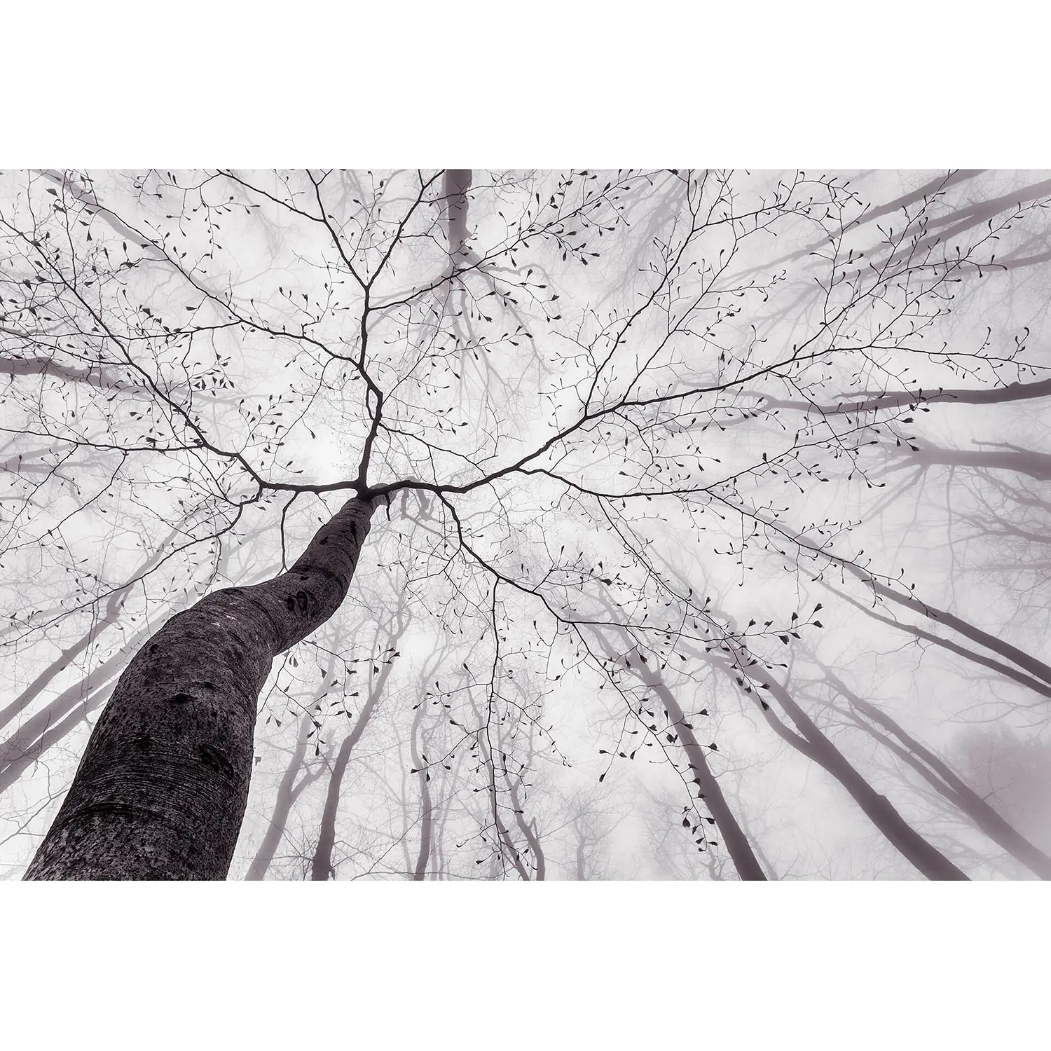Fototapete Inside the Trees