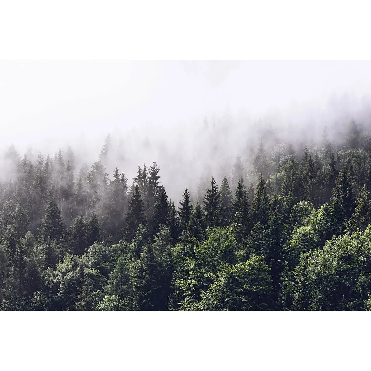 Extrem günstige Qualität Fototapete Foggy Forest