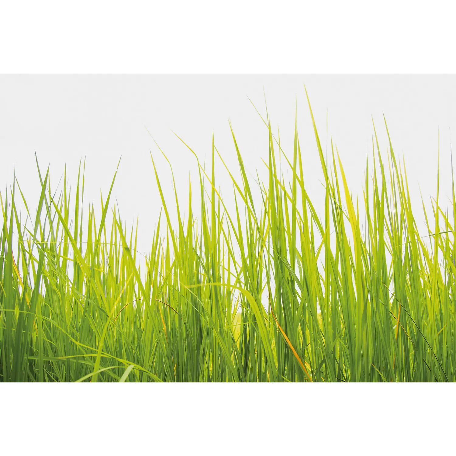 High Fototapete Grass