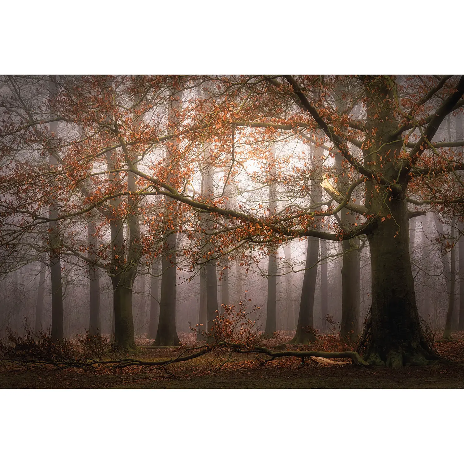 Foggy Fototapete Autumn Forest