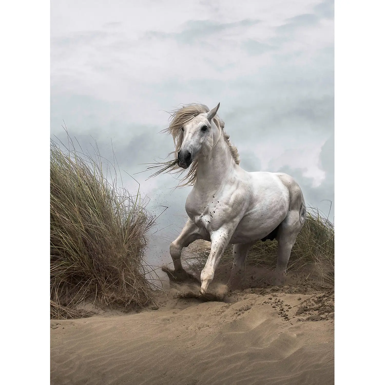 White Wild Horse Fototapete