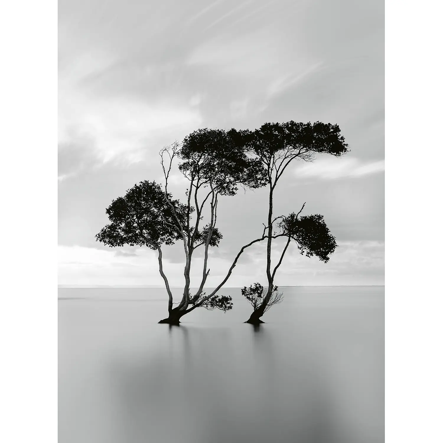 Fototapete Trees In Water Still