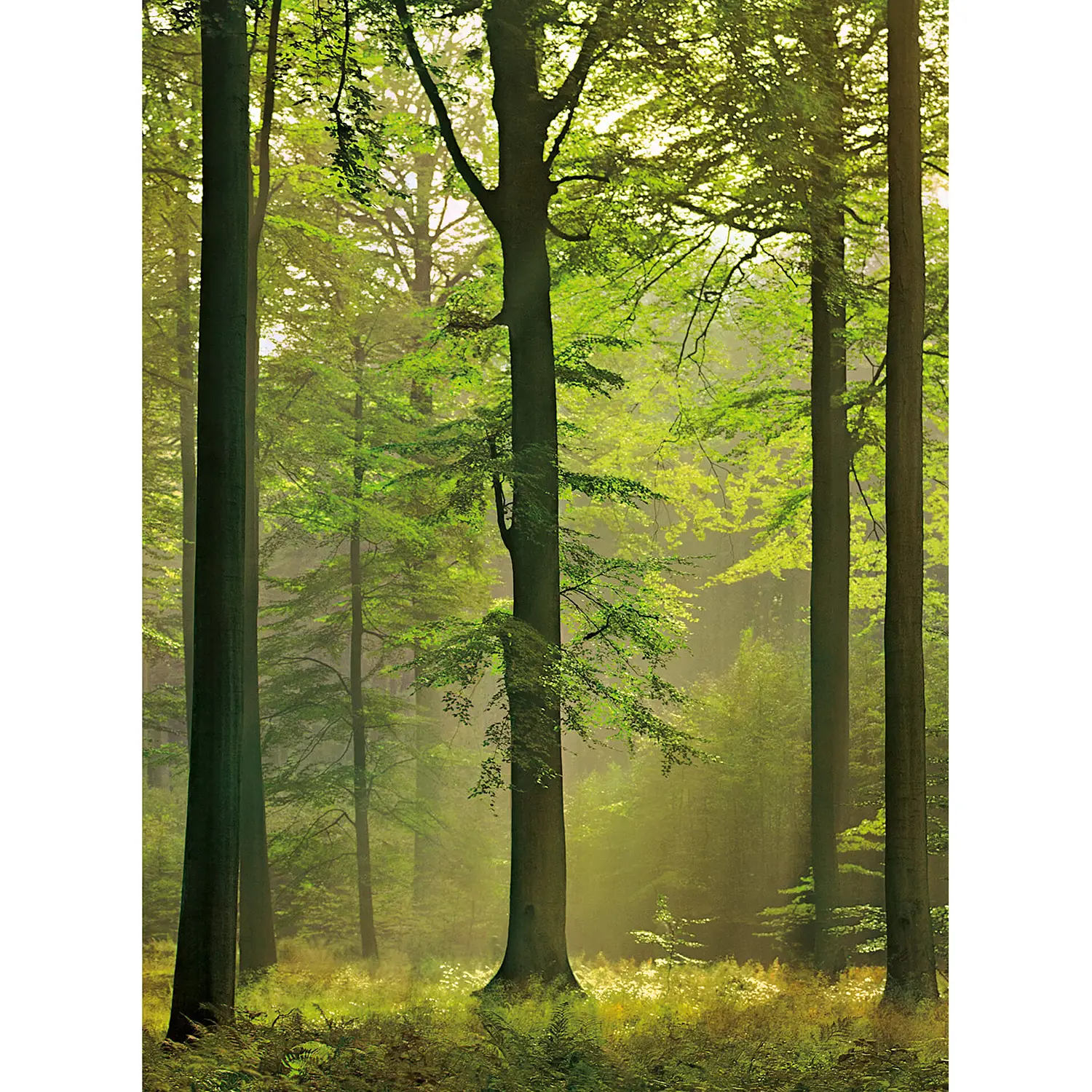 Forest Fototapete