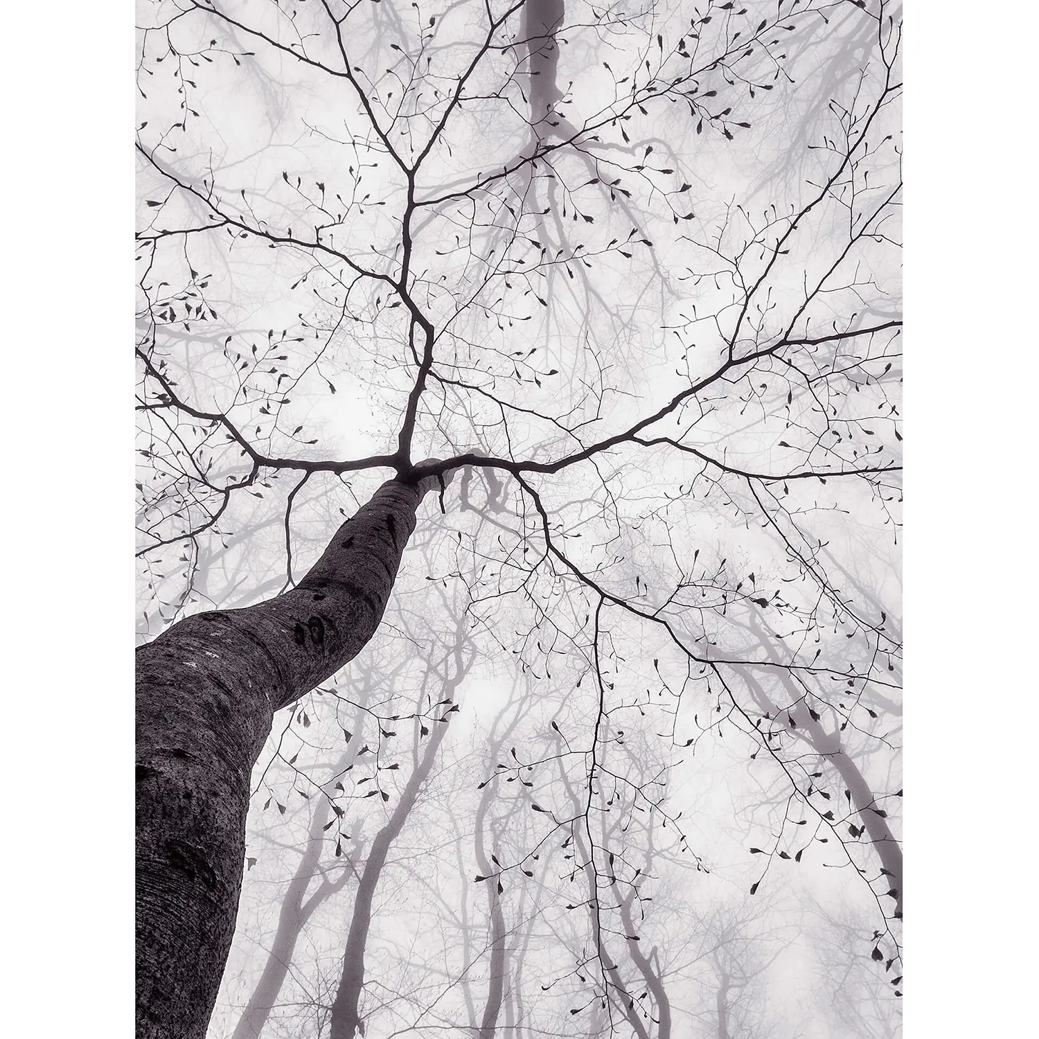 Fototapete Wald Baum