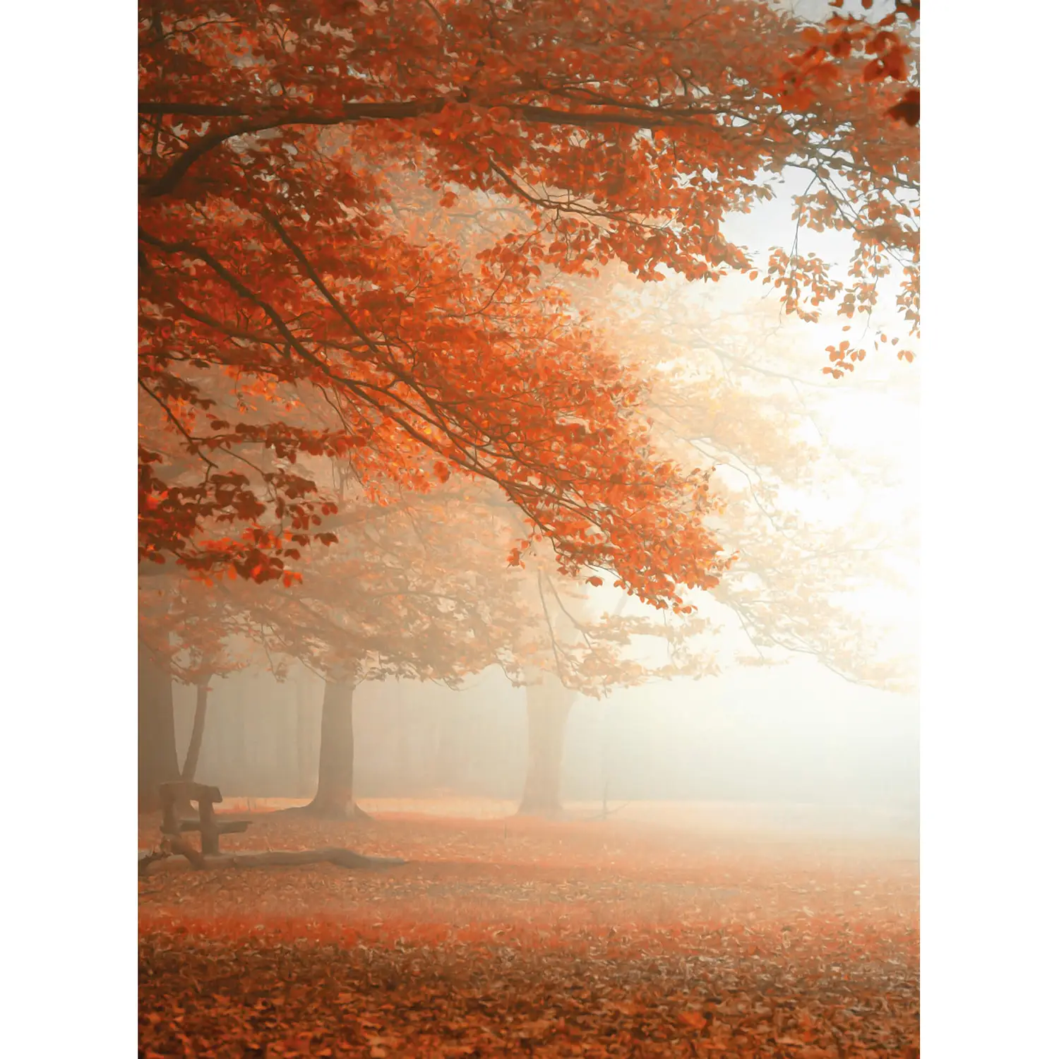 Fototapete Wald im Herbst