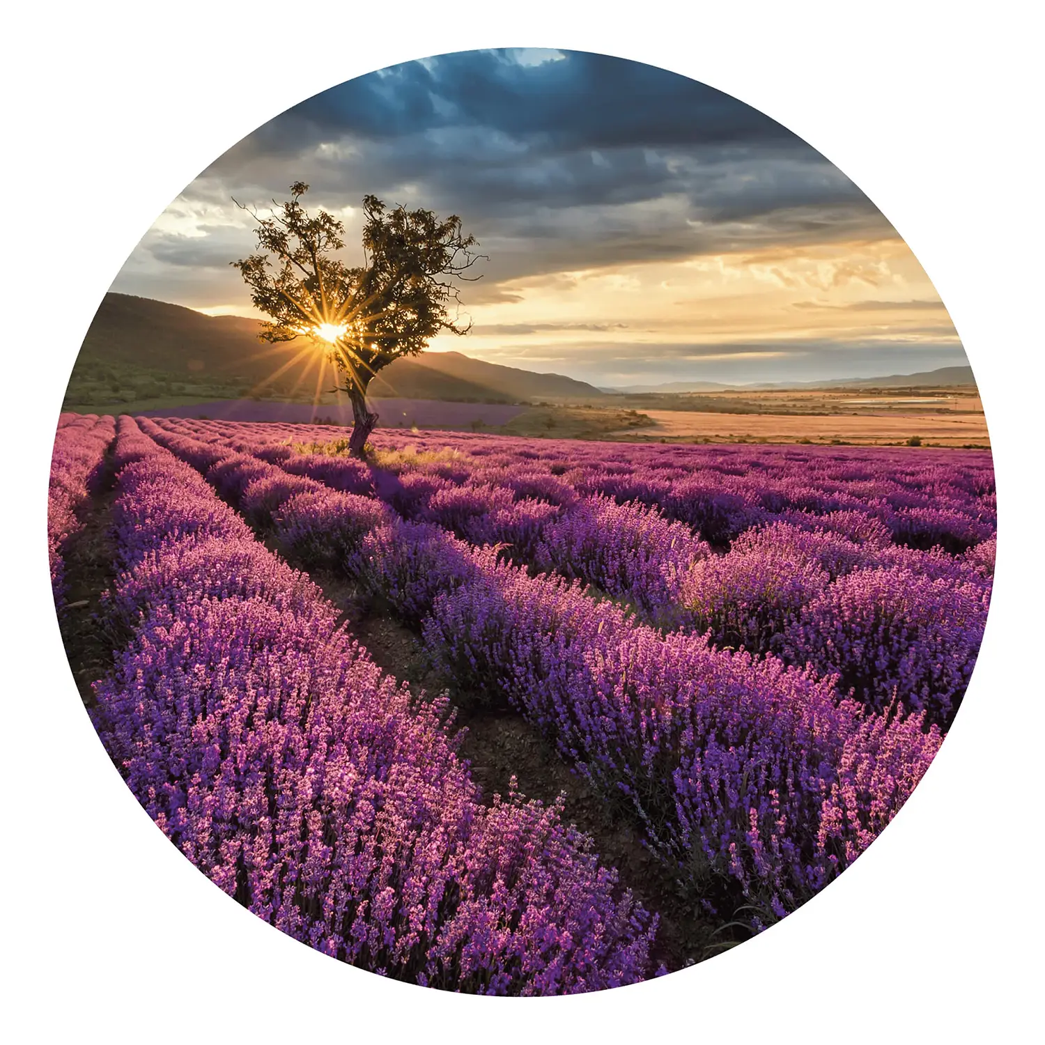 Lavendelfeld Fototapete
