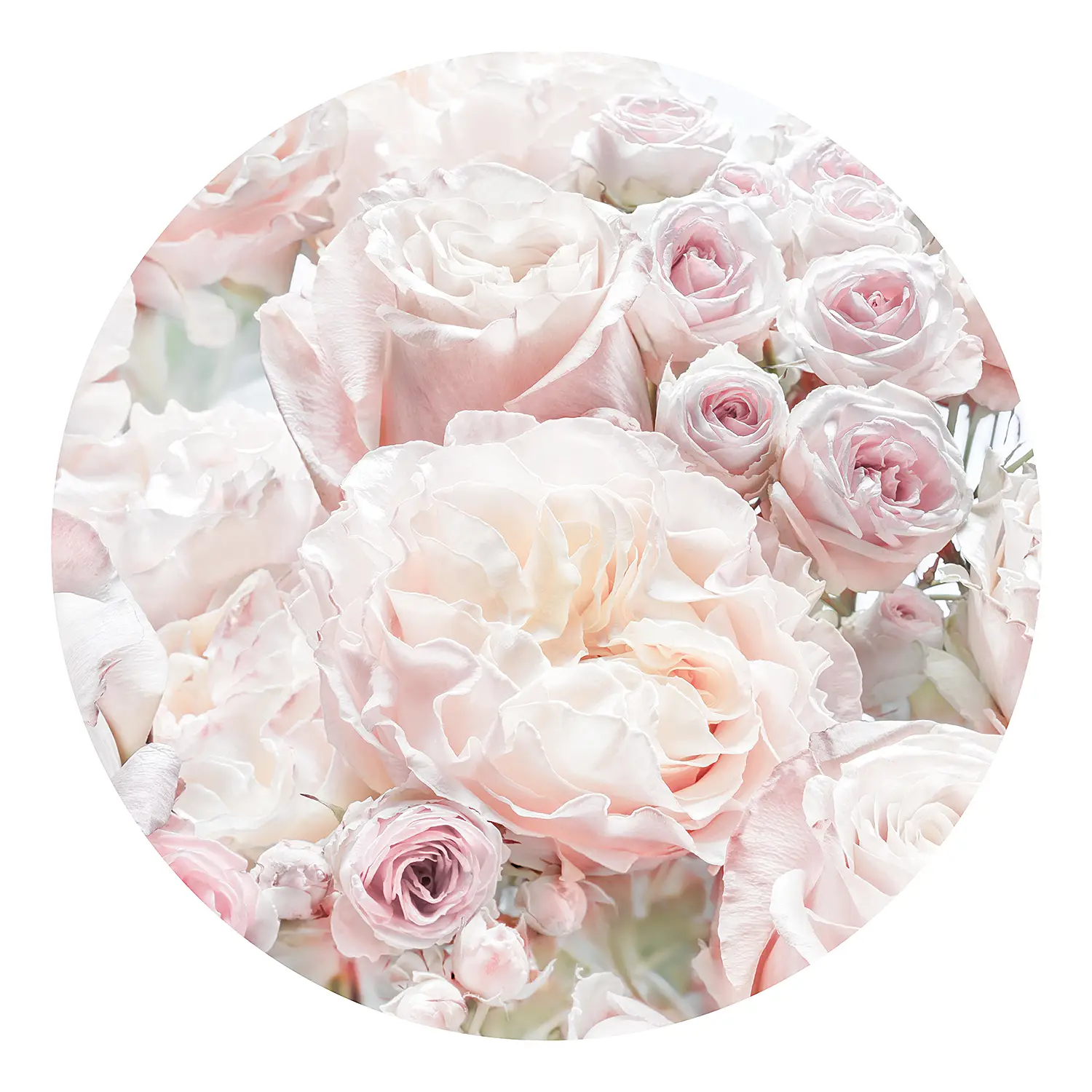 Vlies Cream Pink Fototapete and Roses