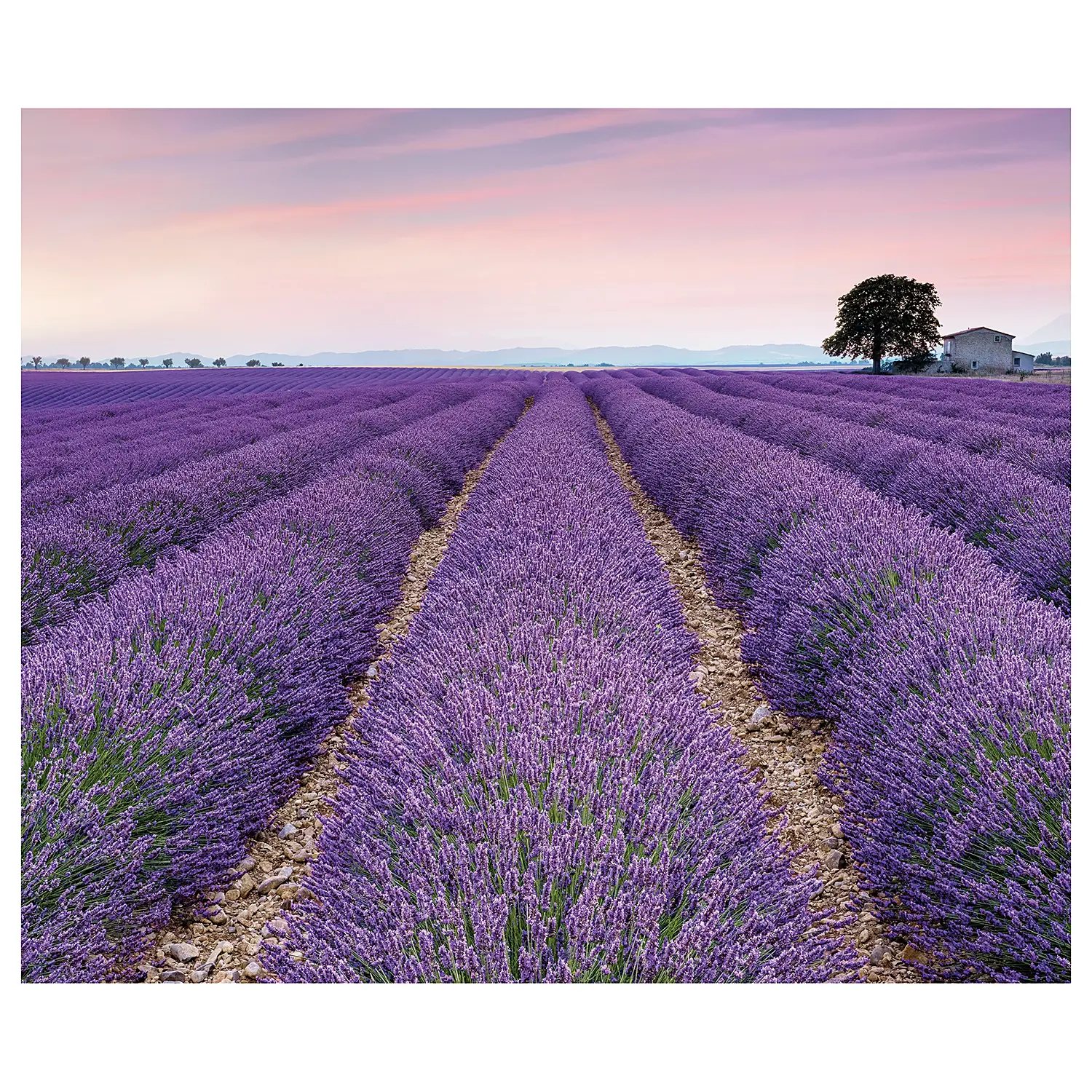 Provence Fototapete