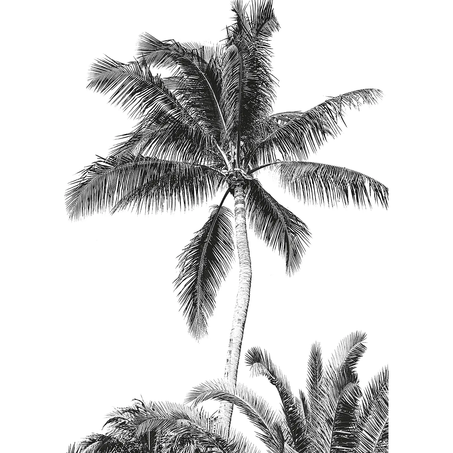 Fototapete Retro Palm | Tapeten