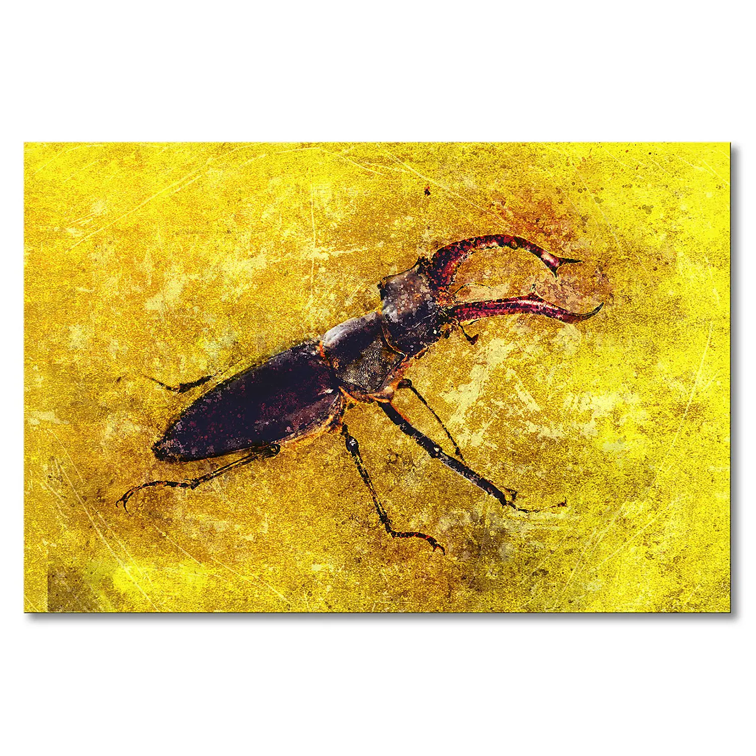Leinwandbild Stag Beetle