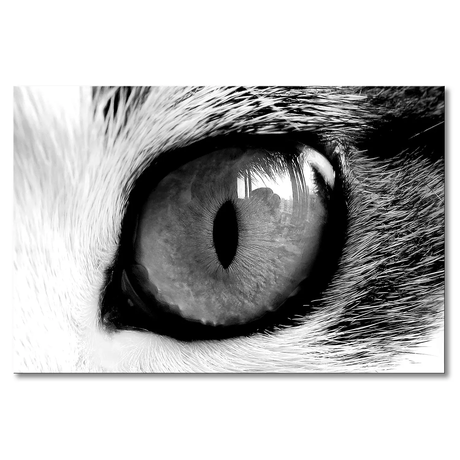 Leinwandbild Cats Eye