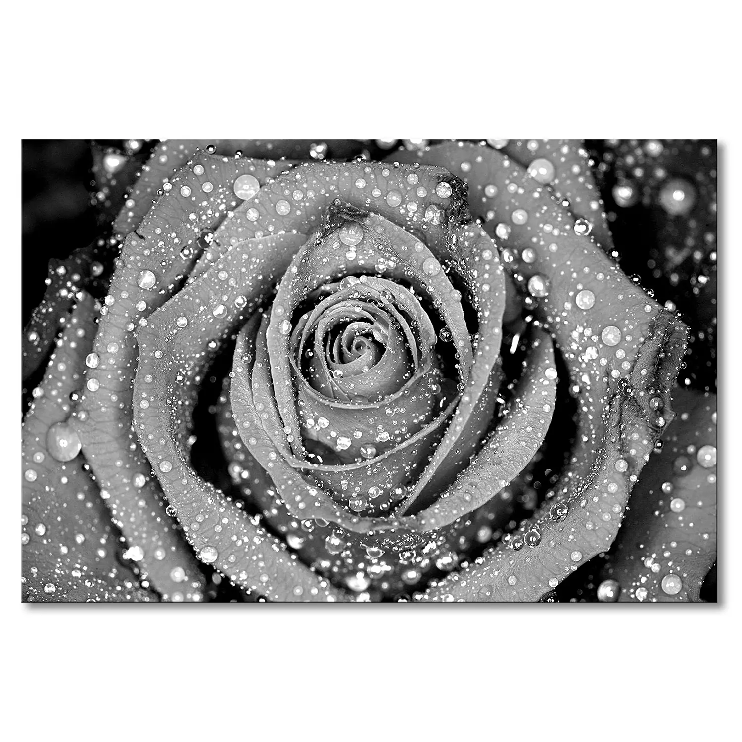 Leinwandbild Morning Rose | Bilder