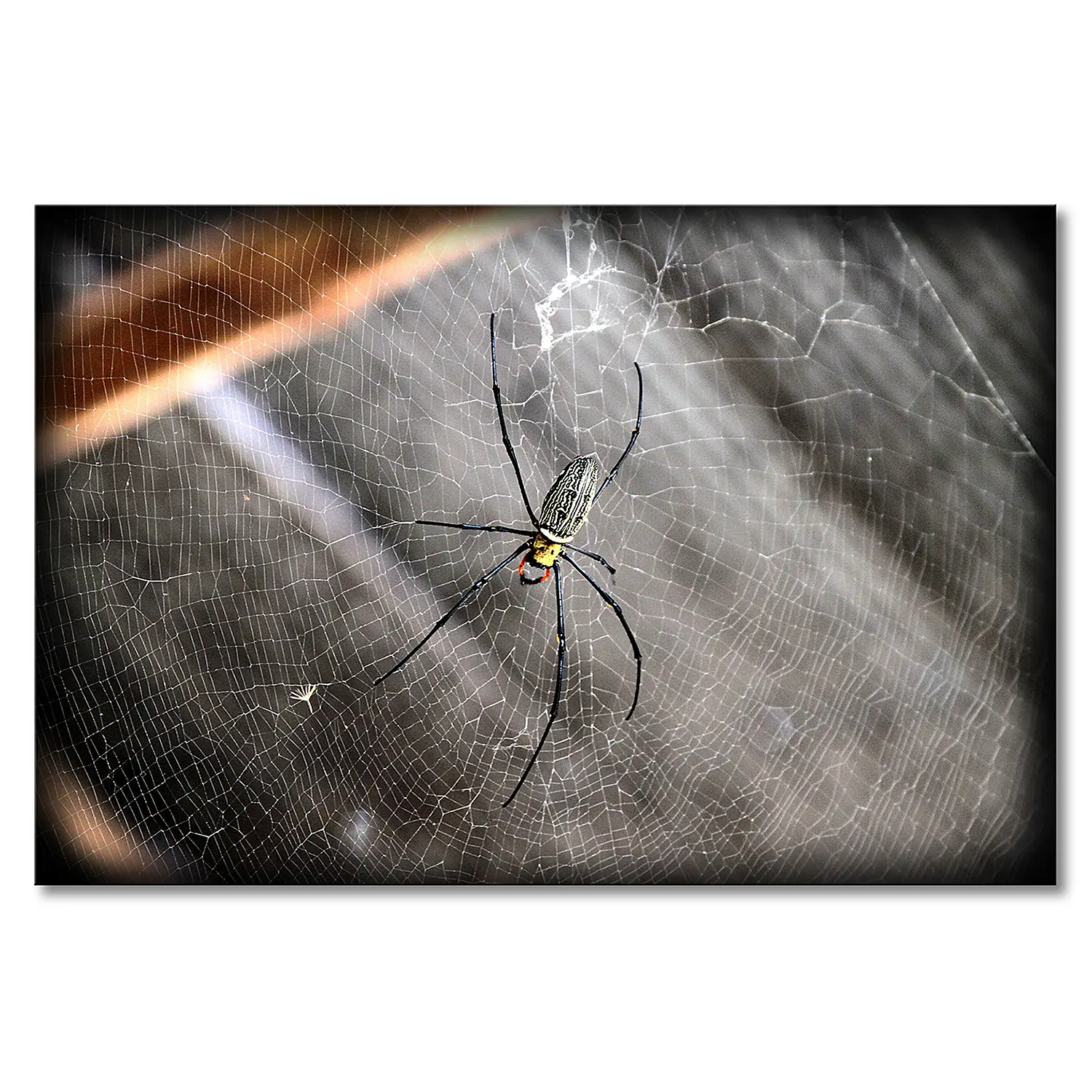 Beautiful Spider Leinwandbild
