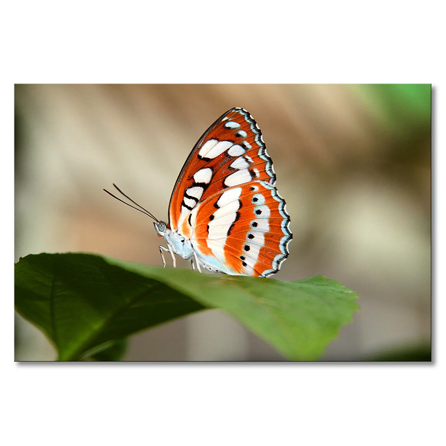 Orange Leinwandbild Moringa麓s Butterfly