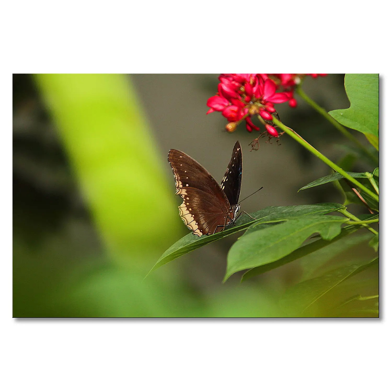 Leinwandbild Brown Butterfly