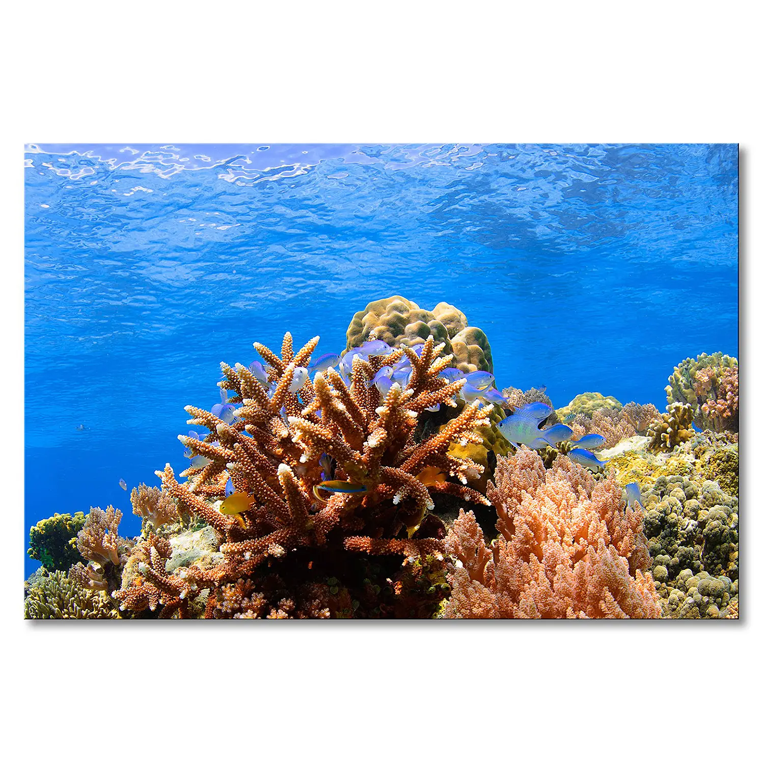 Leinwandbild Corals Reef