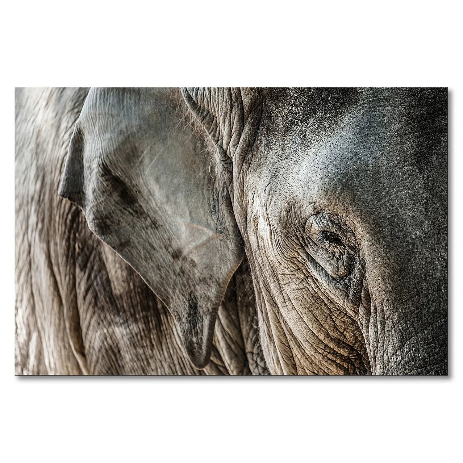 Leinwandbild Eye of Elephant | Bilder