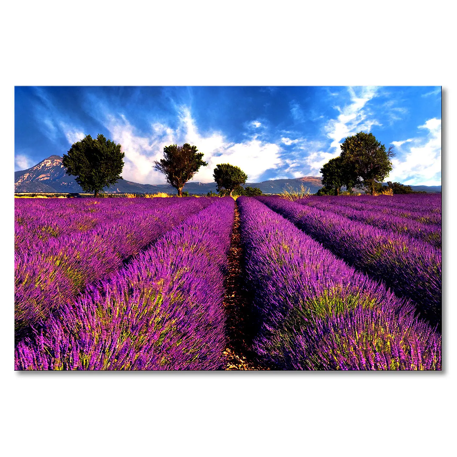 Leinwandbild Lavender