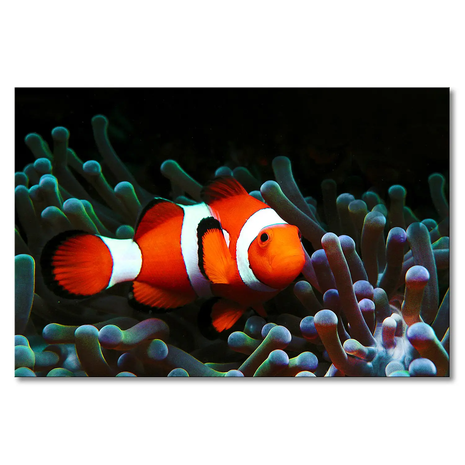 Leinwandbild Nemo