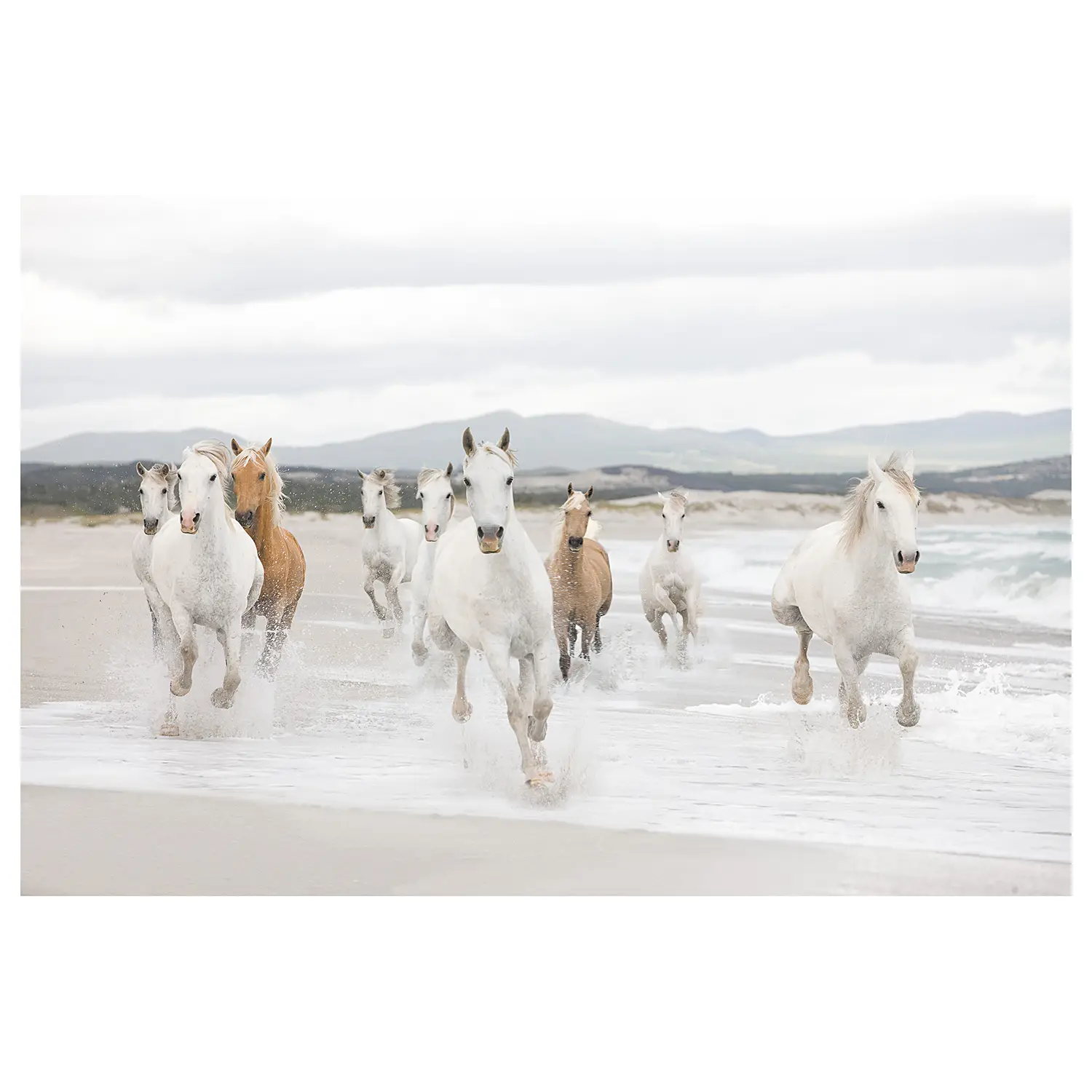 White Fototapete Horses