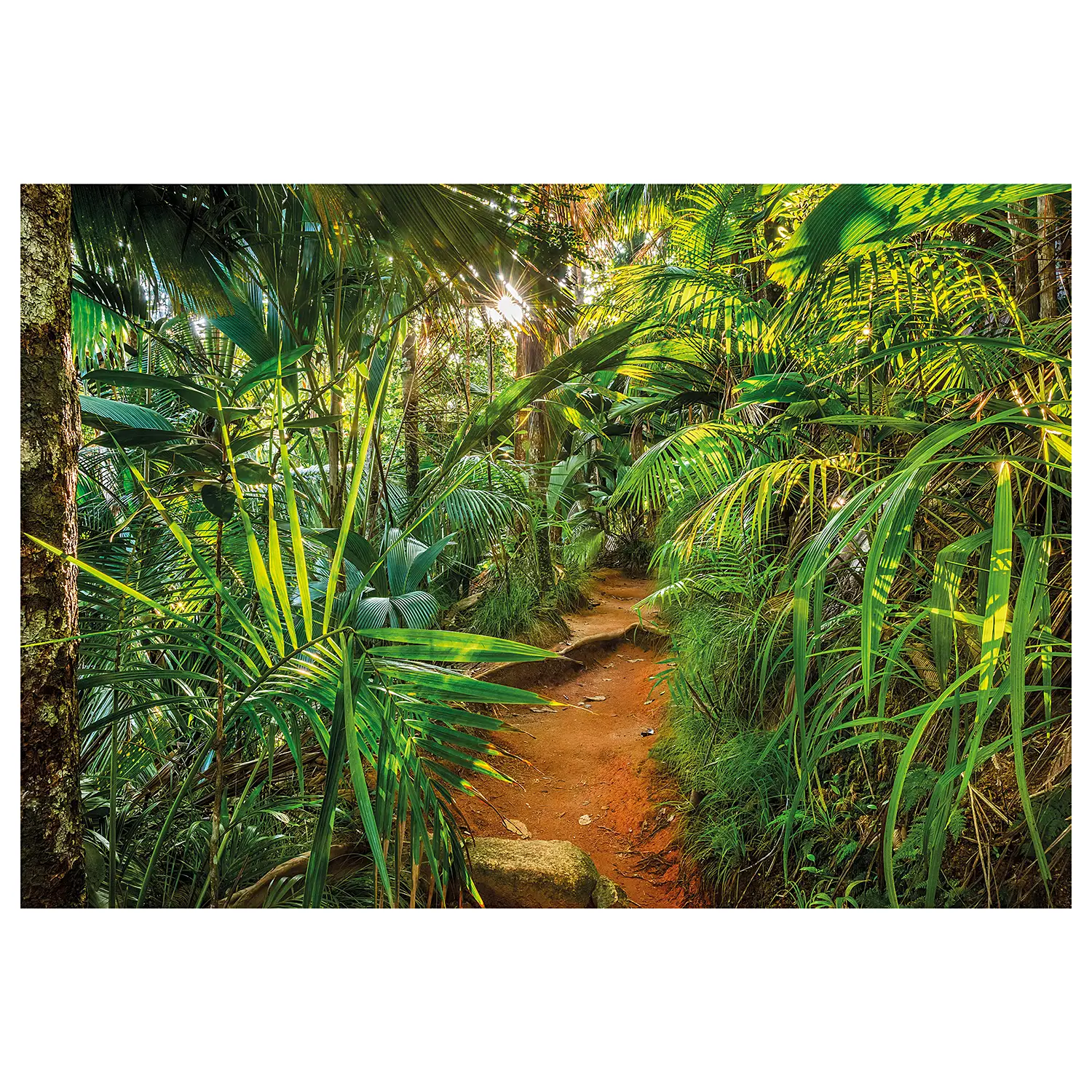 Fototapete Jungle Trail