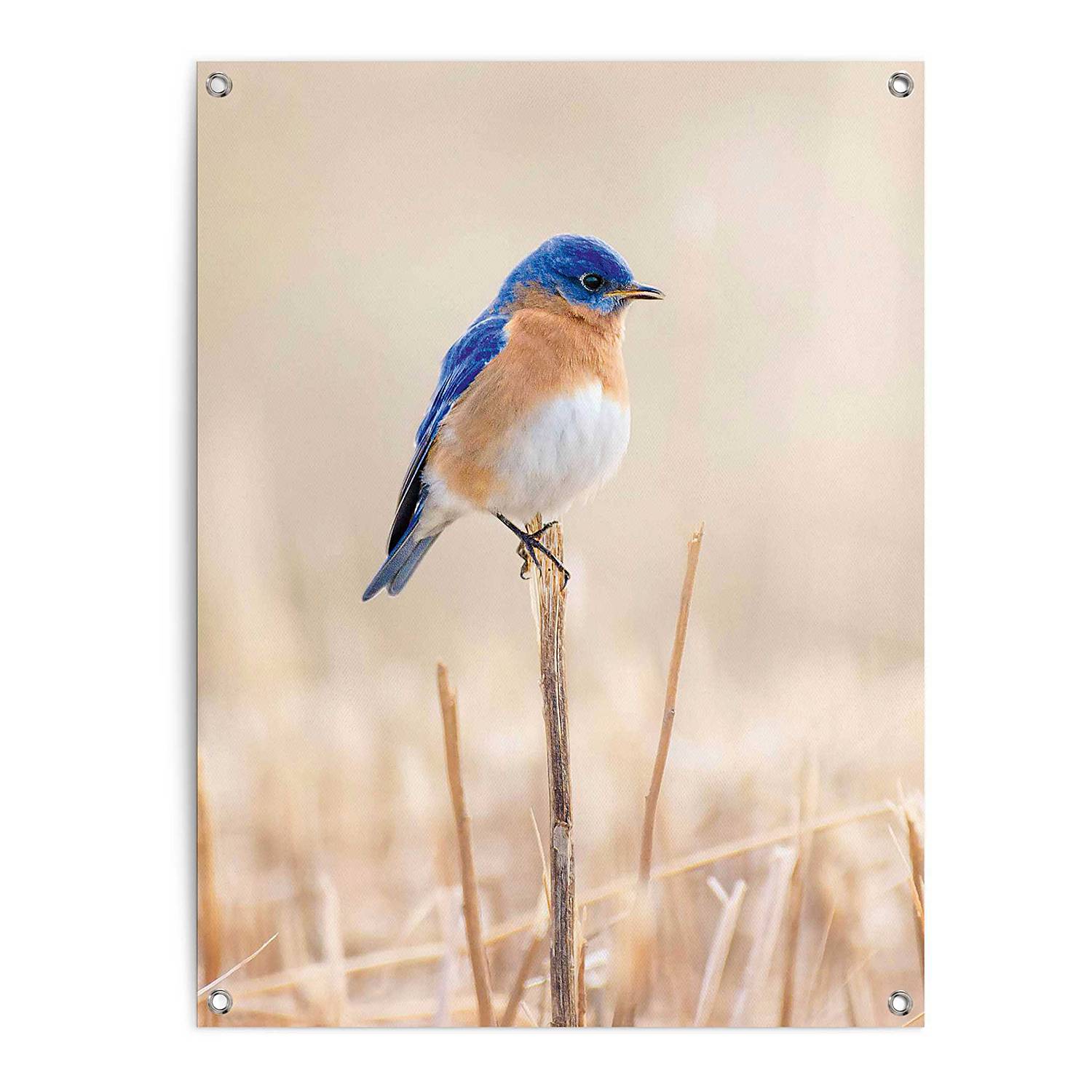Outdoor poster Blauwe Vogel Kopen Home24 outdoor-poster-blauwe-vogel-kopen-home24