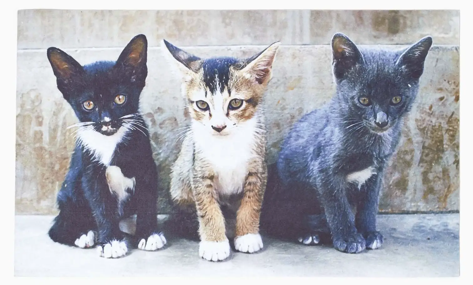 Fu脽matte Bedruckte Katzen