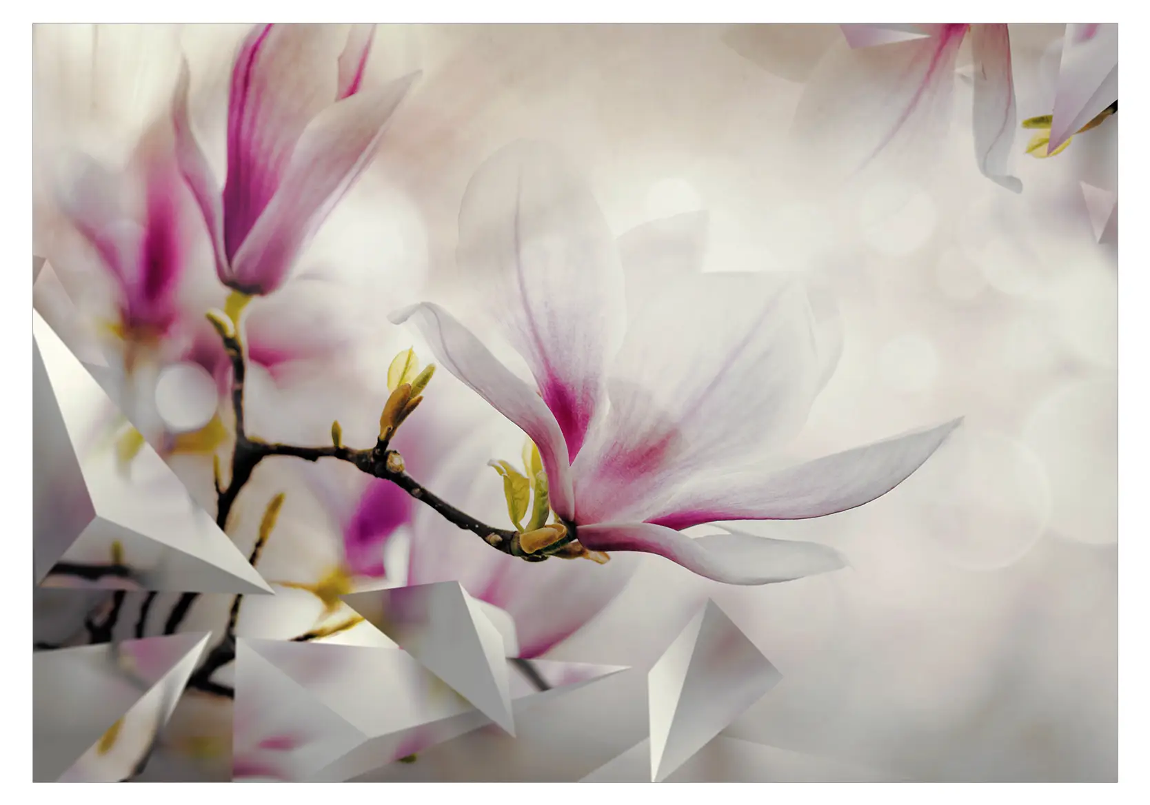 Fototapete Subtle Magnolias