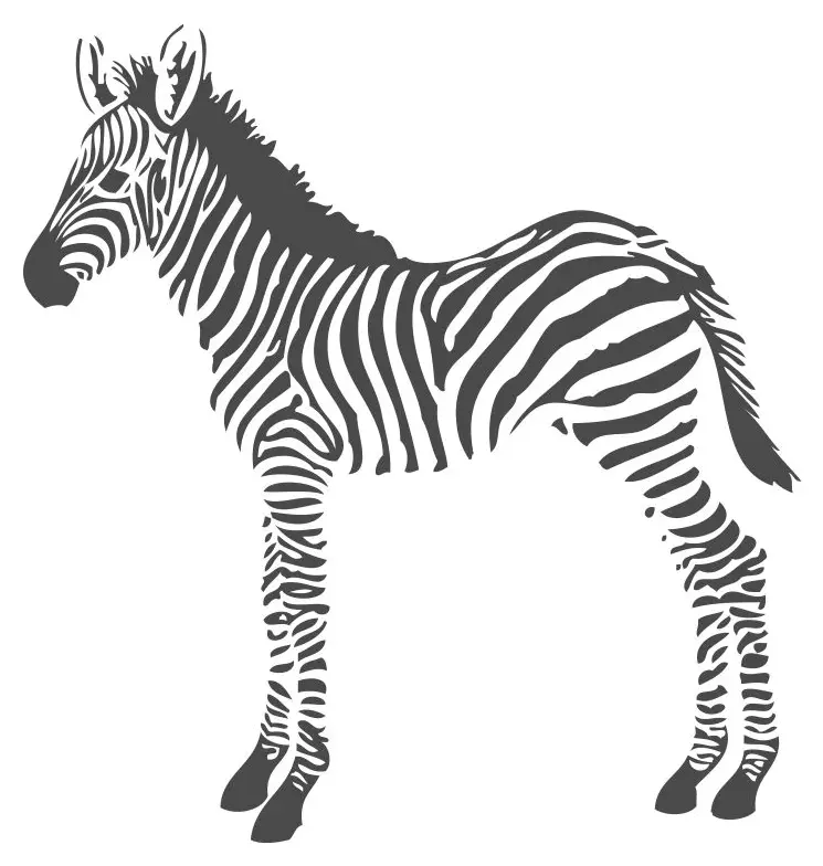 Fototapete Zebras
