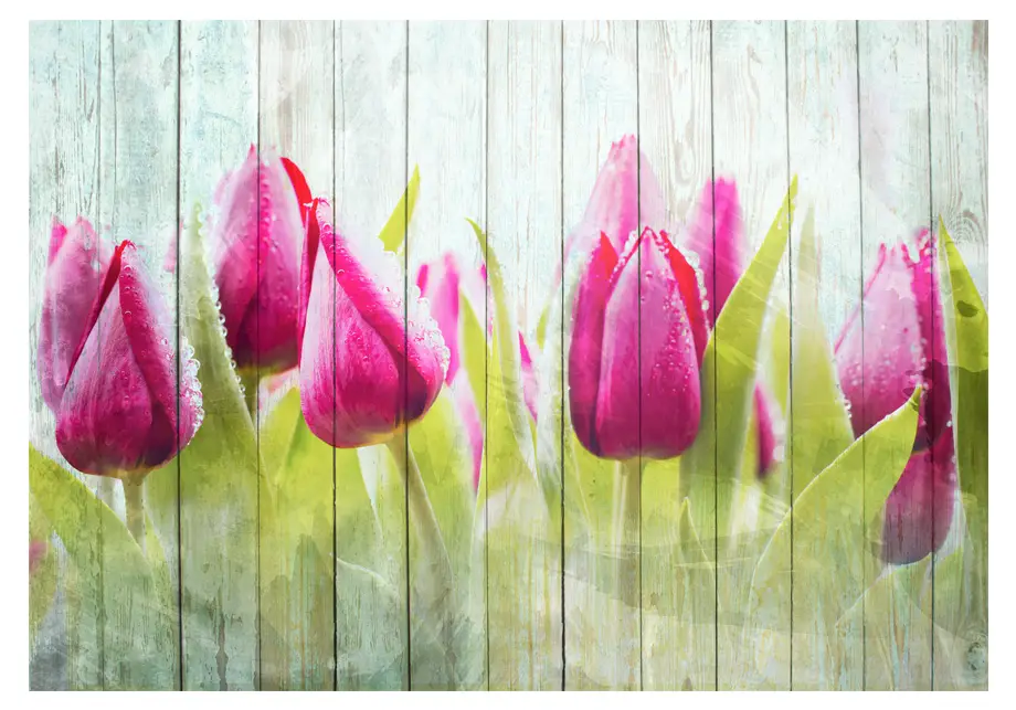 Fototapete Tulips on white wood