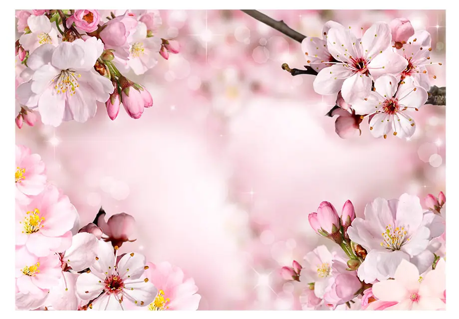 Fototapete Spring Cherry Blossom