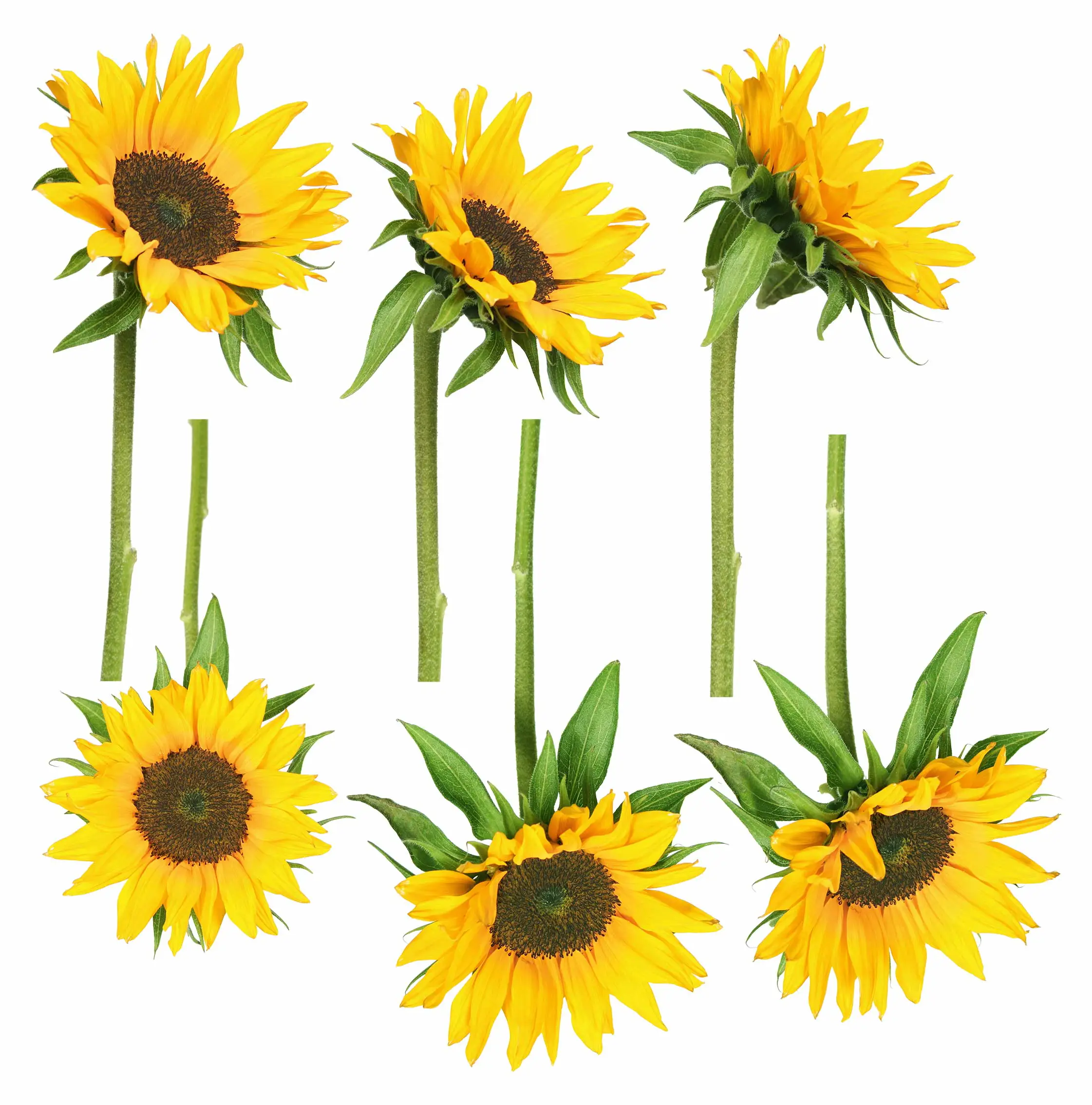 Sonnenblumen No.193