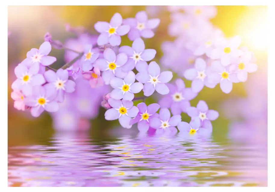 Fototapete Petals Bloom In Violet