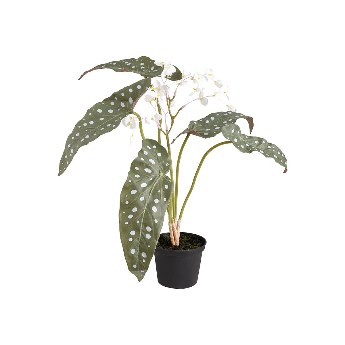 Plastia Blumentopf Begonia – 35x35 Cm, Quadratisch, In Terrakotta-Farbe, Viel Platz