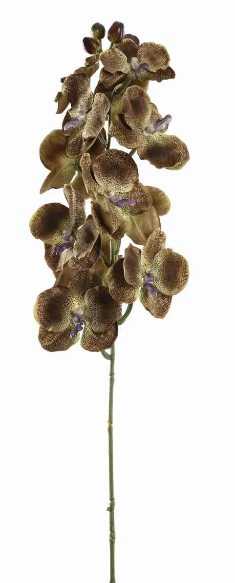 Kunst Zweig Orchidee