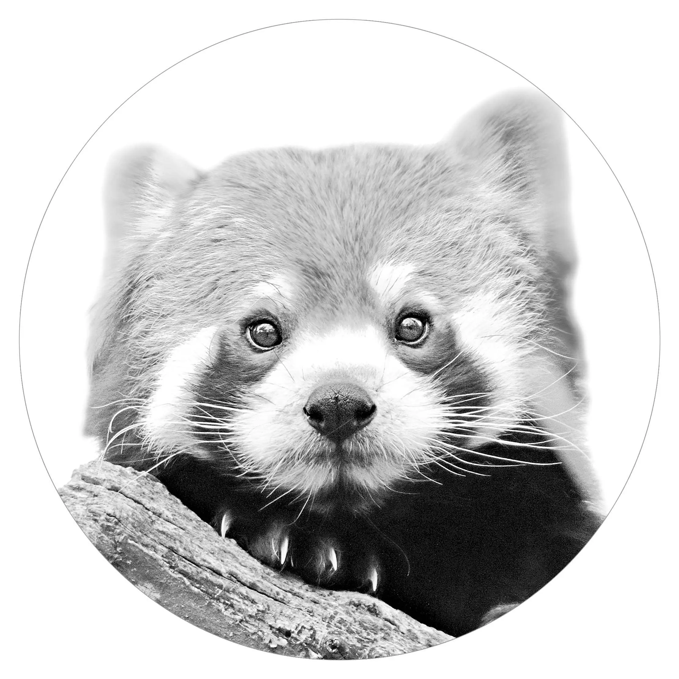 Roter Schwarz-wei脽 in Panda
