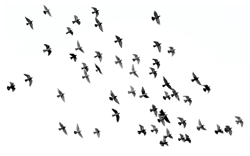 Vogel-Fl眉gel Schwarzer Leinwandbild